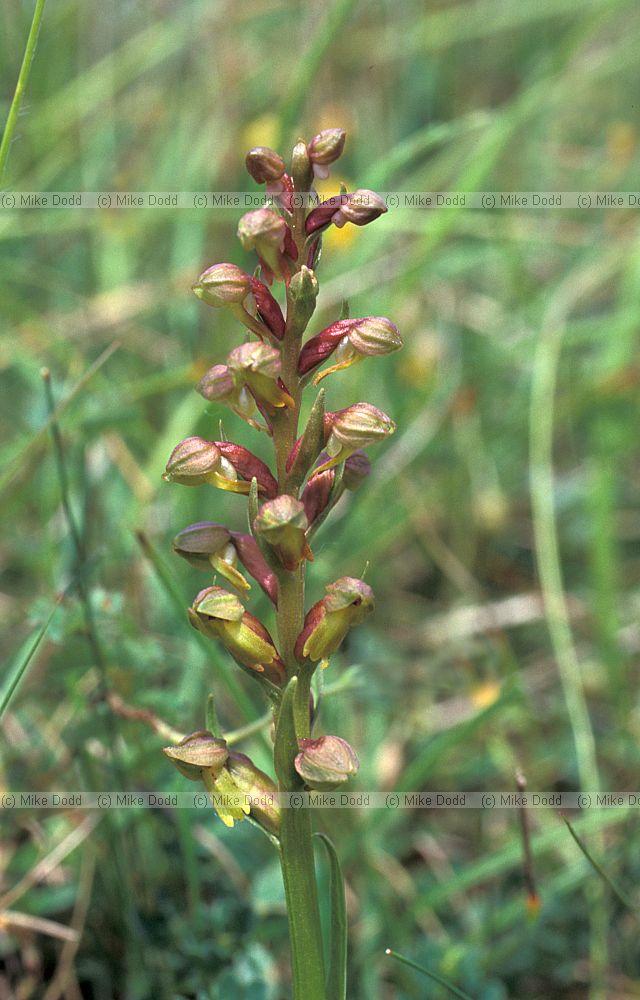 Dactylorhiza viridis (Coeloglossum viride) Frog orchid