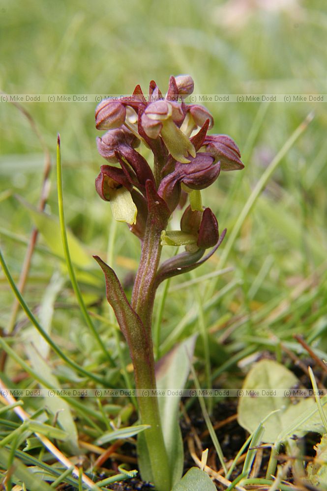 Coeloglossum viride Frog Orchid (now Dactylorhiza viridis)