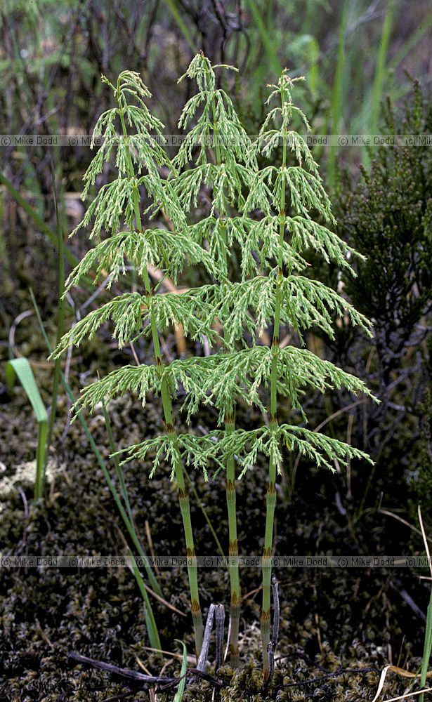 Equisetum sylvaticum Wood Horsetail