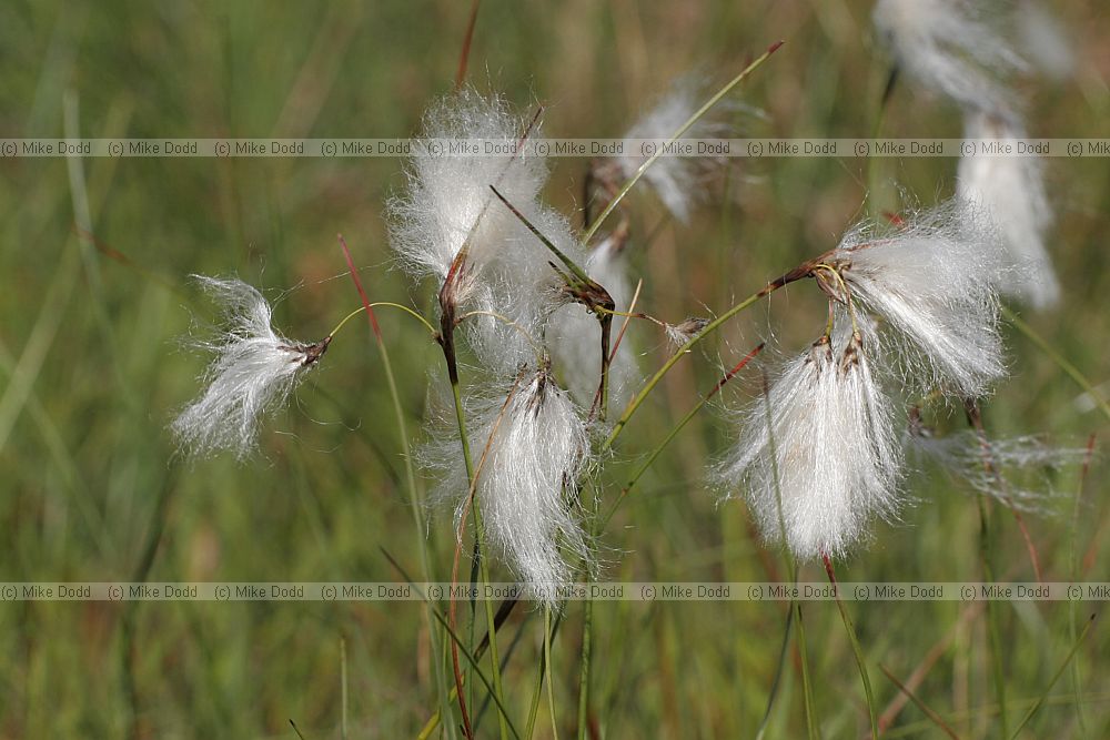 Eriophorum angustifolium Common Cotton-grass