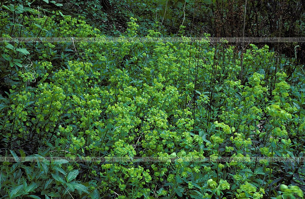 Euphorbia amygdaloides Wood Spurge