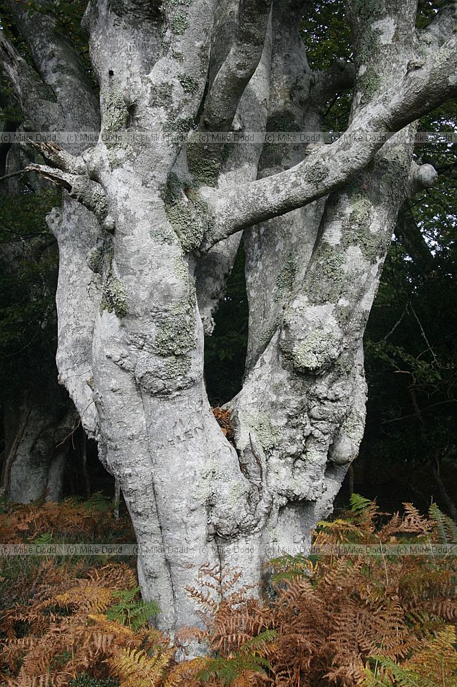 Fagus sylvatica Beech light grey trunk