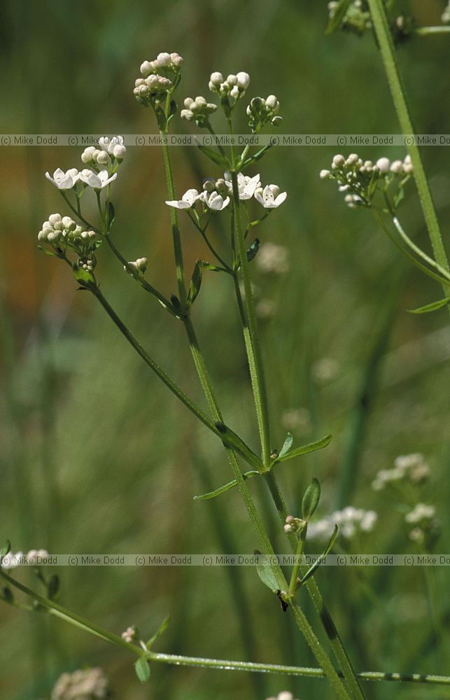 Galium palustre Common Marsh-bedstraw