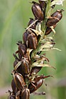 Gymnadenia conopsea Fragrant Orchid