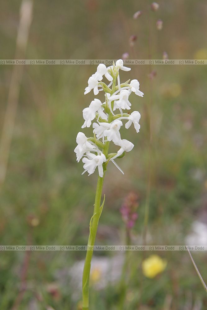 Gymnadenia conopsea Fragrant orchid white version
