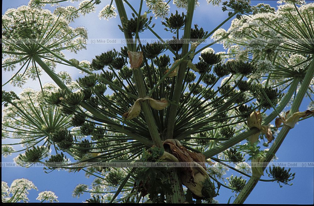 Heracleum mantegazzianum Giant Hogweed