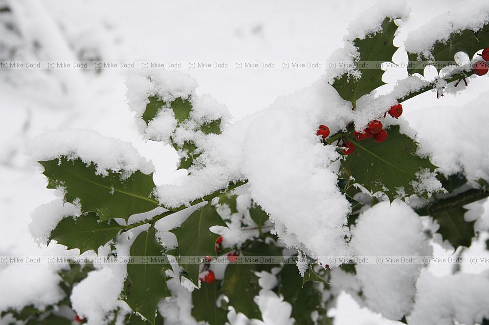Ilex aquifolium Holly with berries and snow
