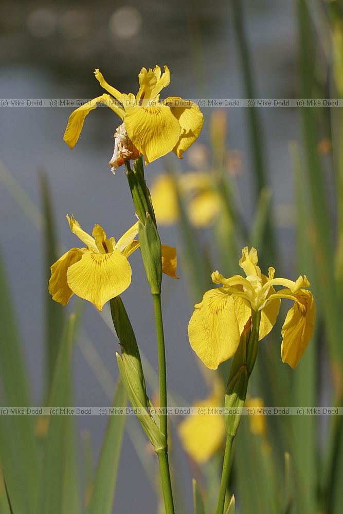 Iris pseudacorus Yellow Iris
