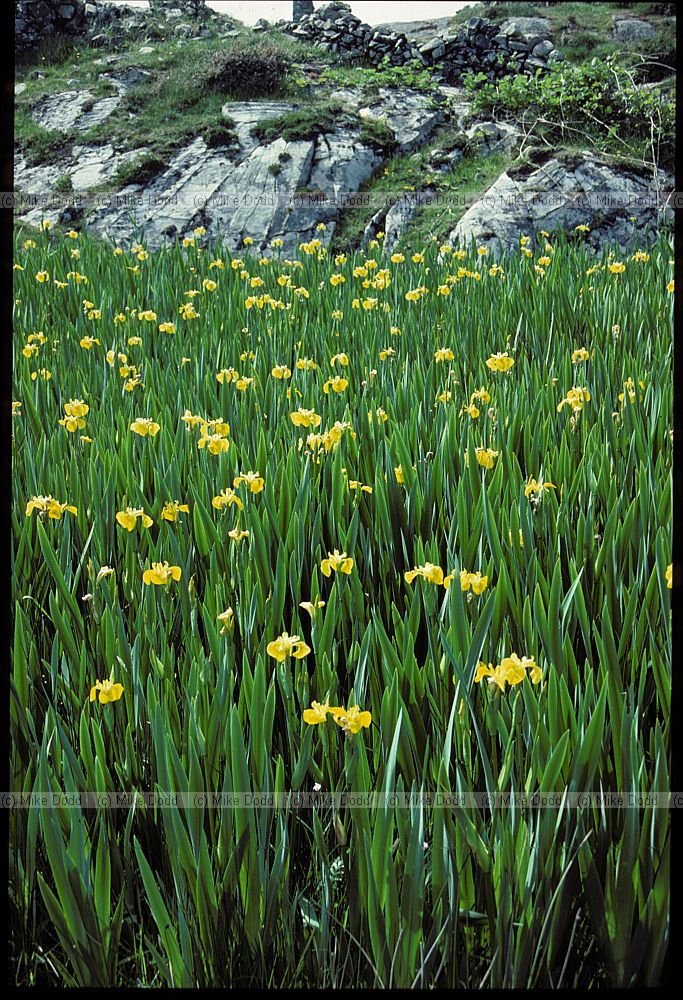 Iris pseudacorus Yellow Flag Iris