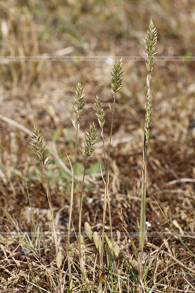 Koeleria macrantha Crested Hair-grass