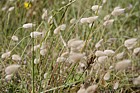 Lagurus ovatus Harestail Grass