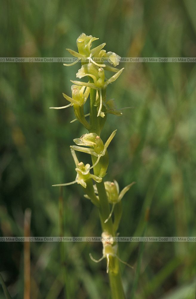 Liparis loeselii Fen Orchid