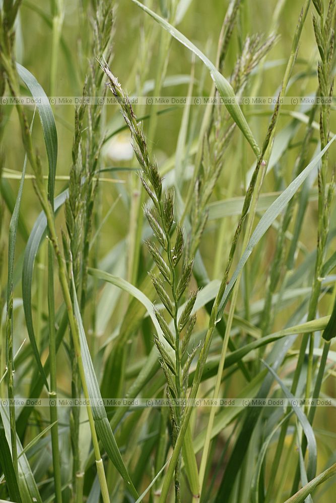 Lolium multiflorum Italian Rye-grass