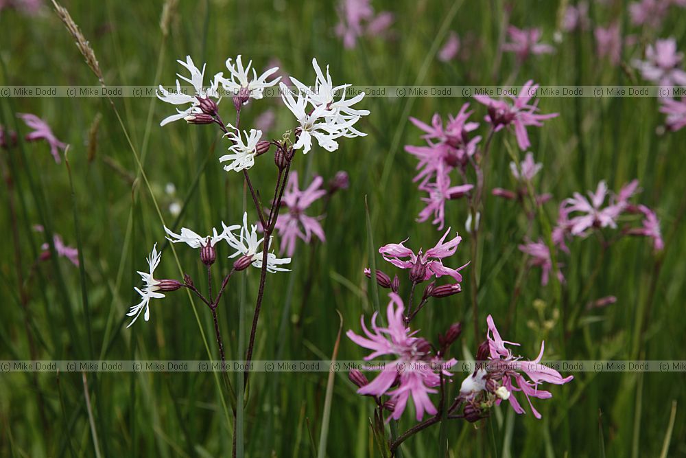 Lychnis flos-cuculi Ragged Robin with white version