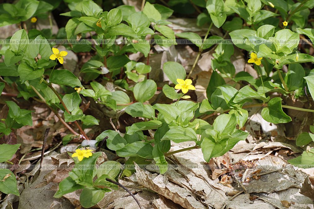 Lysimachia nemorum Yellow Pimpernel
