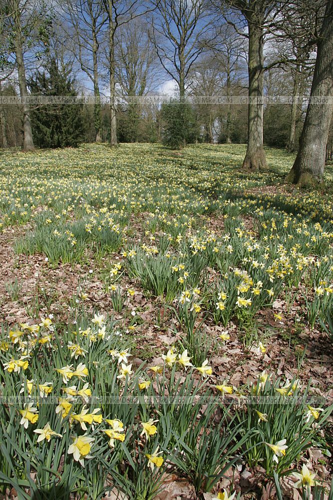 Narcissus pseudonarcissus Wild Daffodil