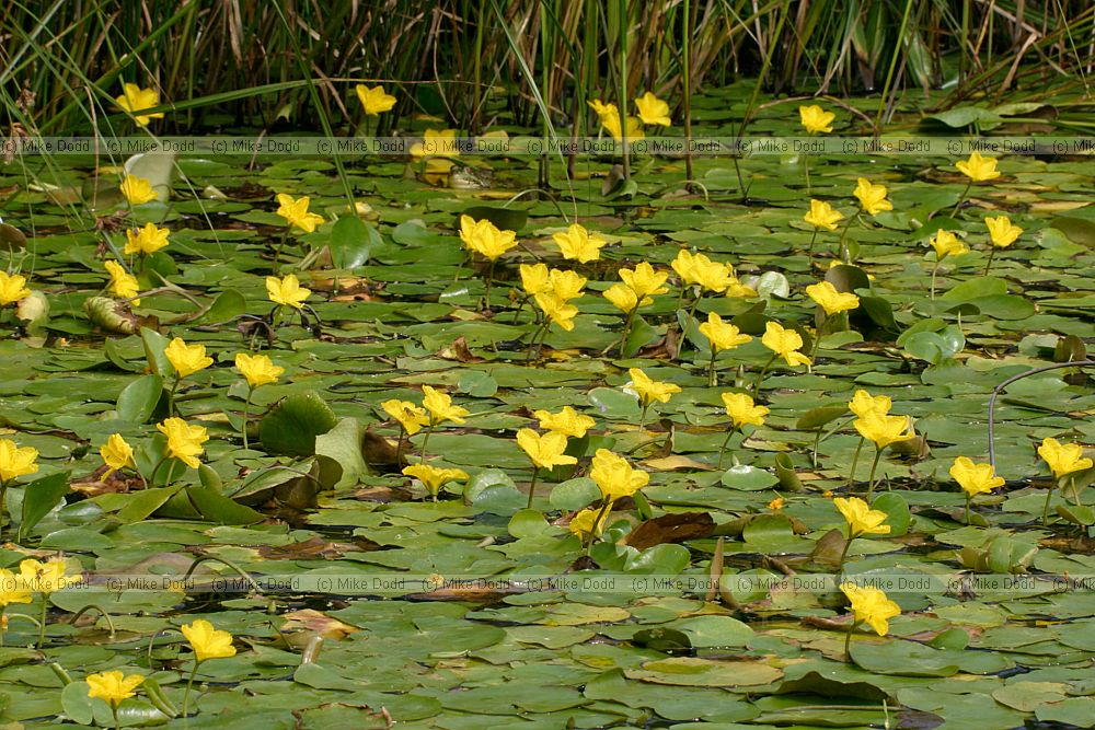 Nymphoides peltata Fringed Water-lily