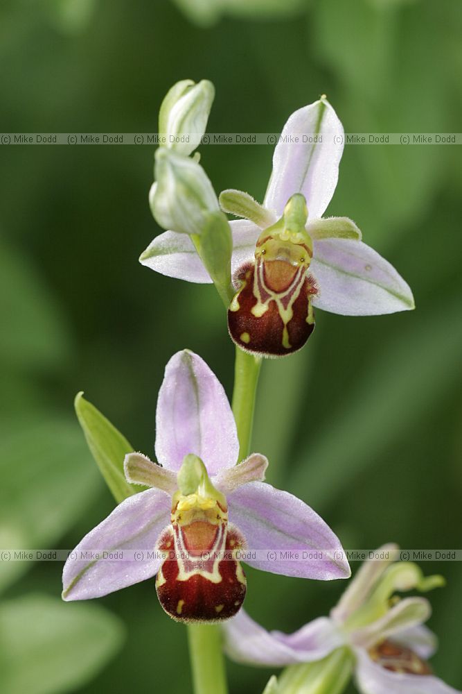 Ophrys apifera Bee orchid