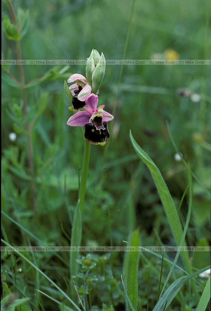Ophrys fuciflora Late Spider Orchid