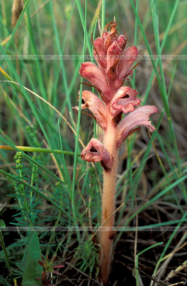 Orobanche caryophyllacea Bedstraw broomrape