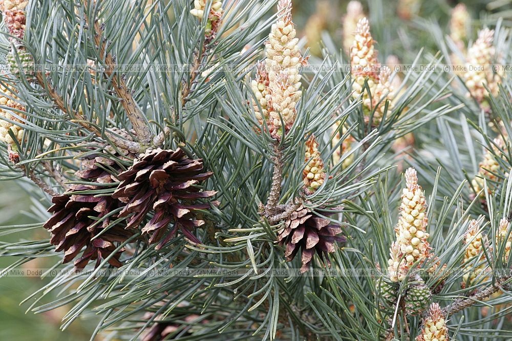 Pinus sylvestris Scots pine flowers