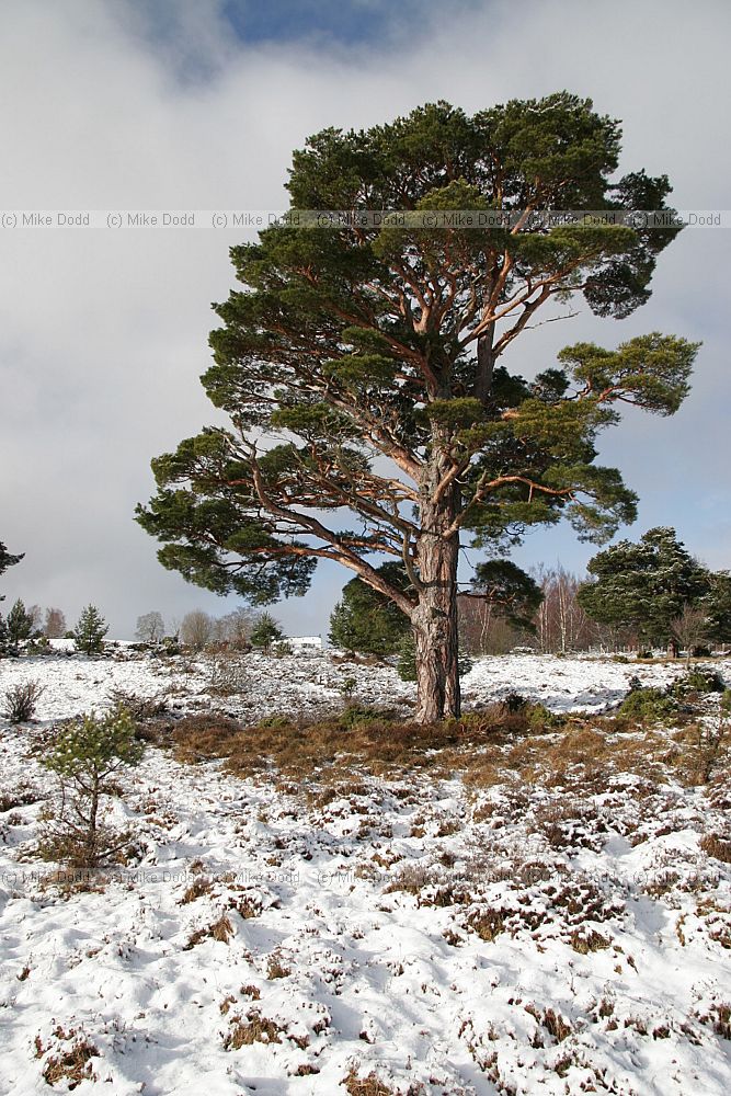 snowy Pinus sylvestris Scots pine Upper Tullochgrue