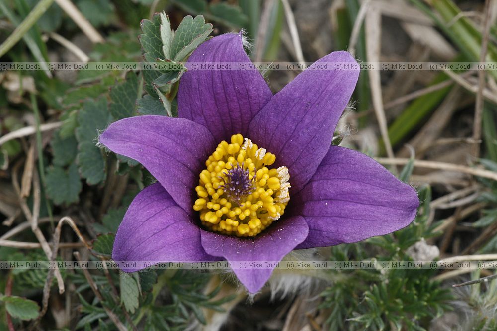 Pulsatilla vulgaris Pasque Flower
