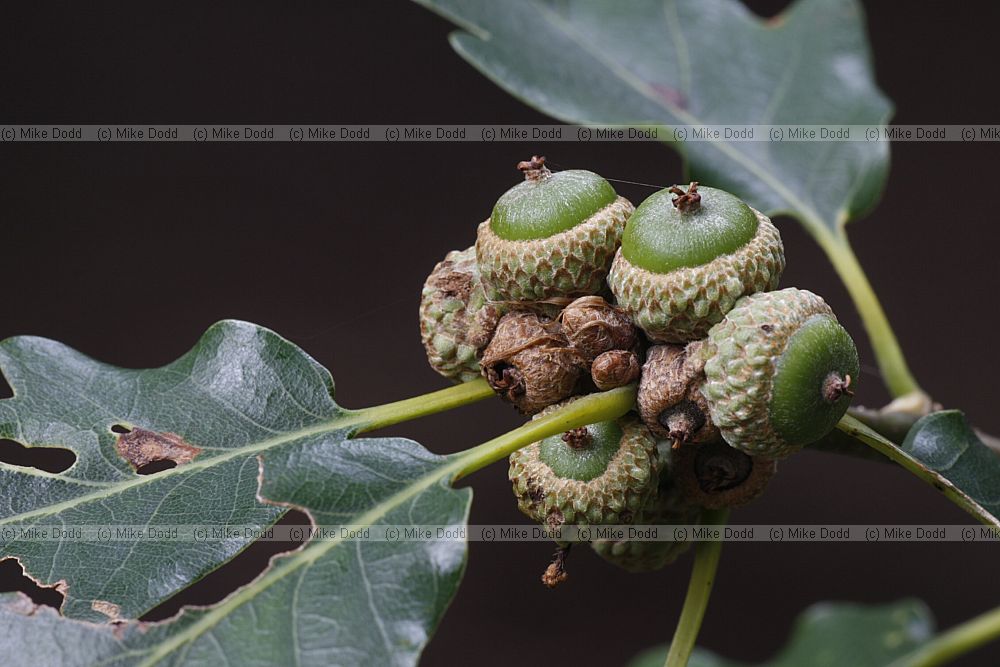Quercus petraea Sessile Oak young acorns