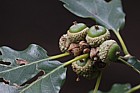 Quercus petraea Sessile Oak young acorns