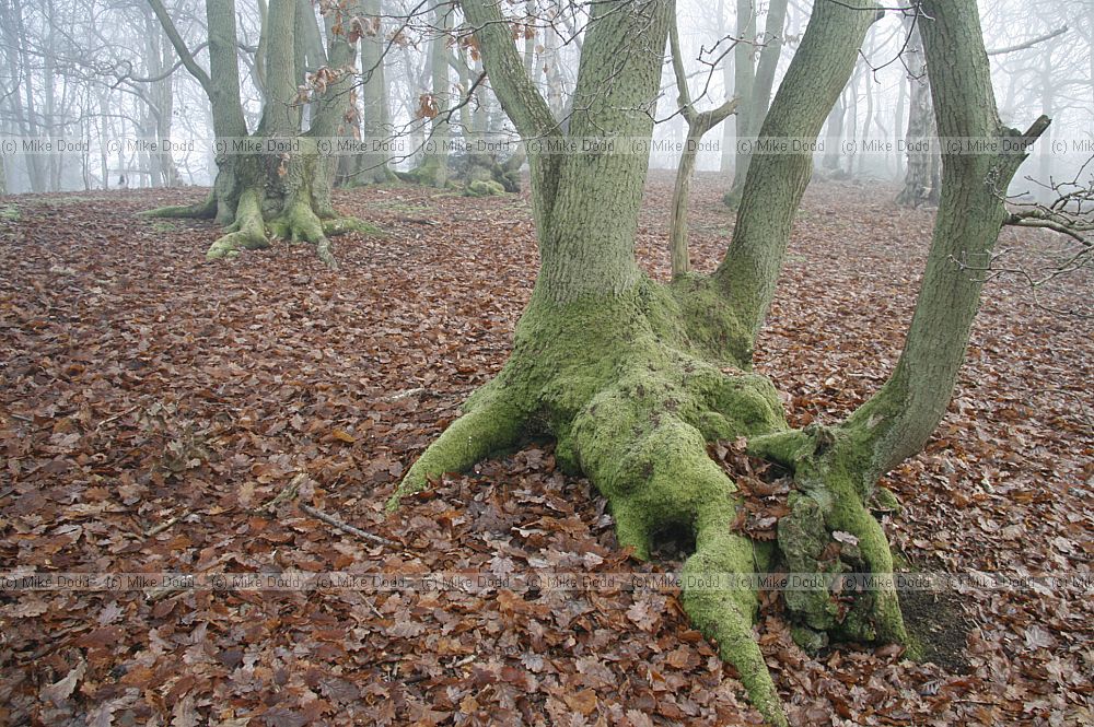 Quercus trunks with moss