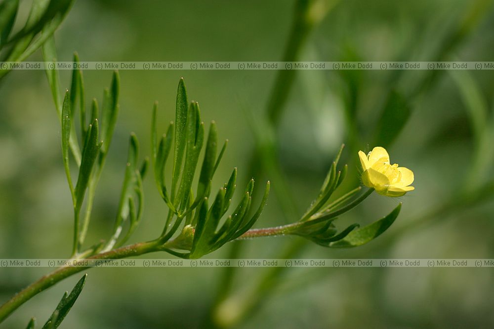 Ranunculus arvensis Corn Buttercup
