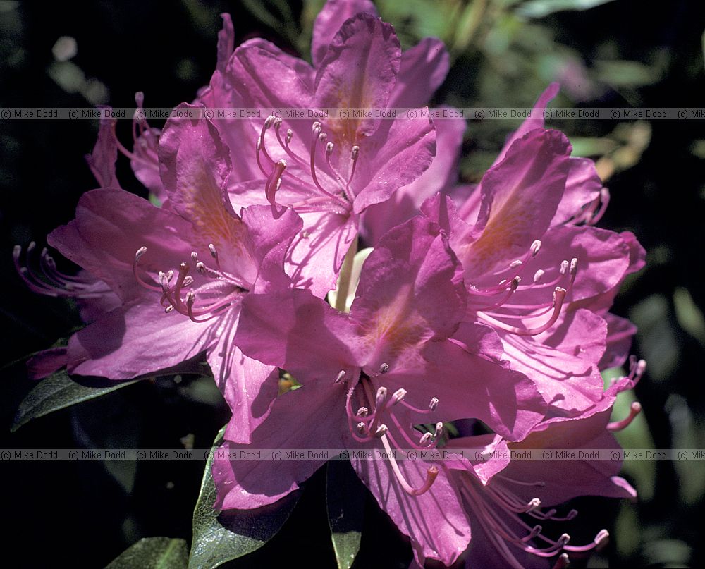 Rhododendron ponticum Rhododendron