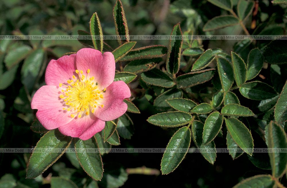 Rosa rubiginosa Sweetbriar
