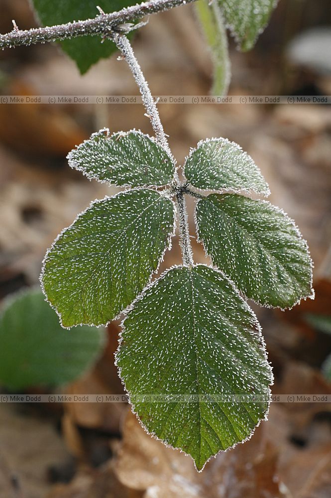 Frost on bramble leaf Rubus