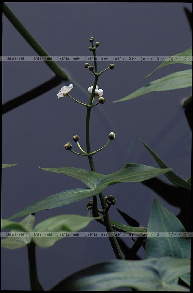 Sagittaria sagittifolia Arrow-head