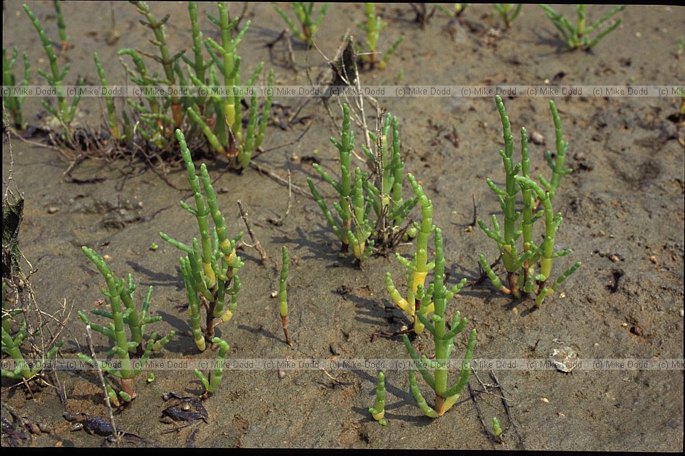 Salicornia sp. Glasswort