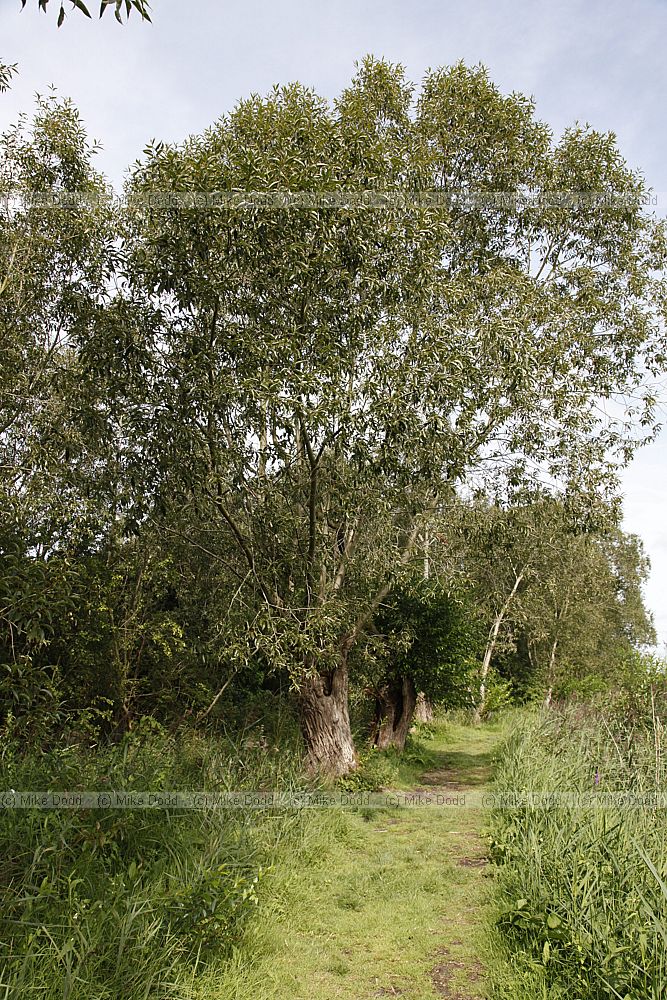 Salix pentandra Bay Willow