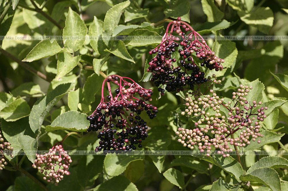 Sambucus niger Elder with berries