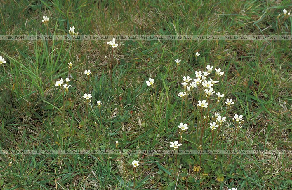 Saxifraga granulata Meadow Saxifrage