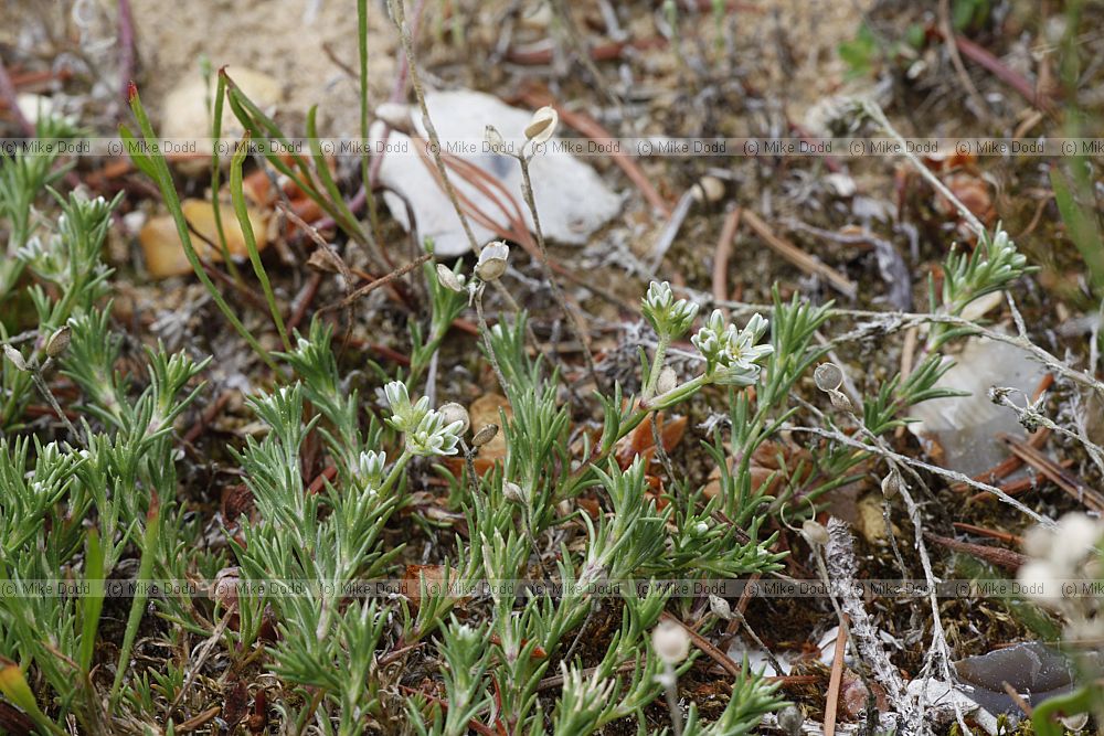 Scleranthus perennis Perennial Knawel