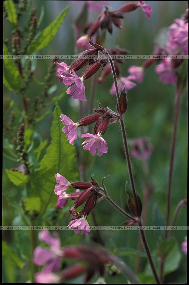 SIlene dioica Red Campion