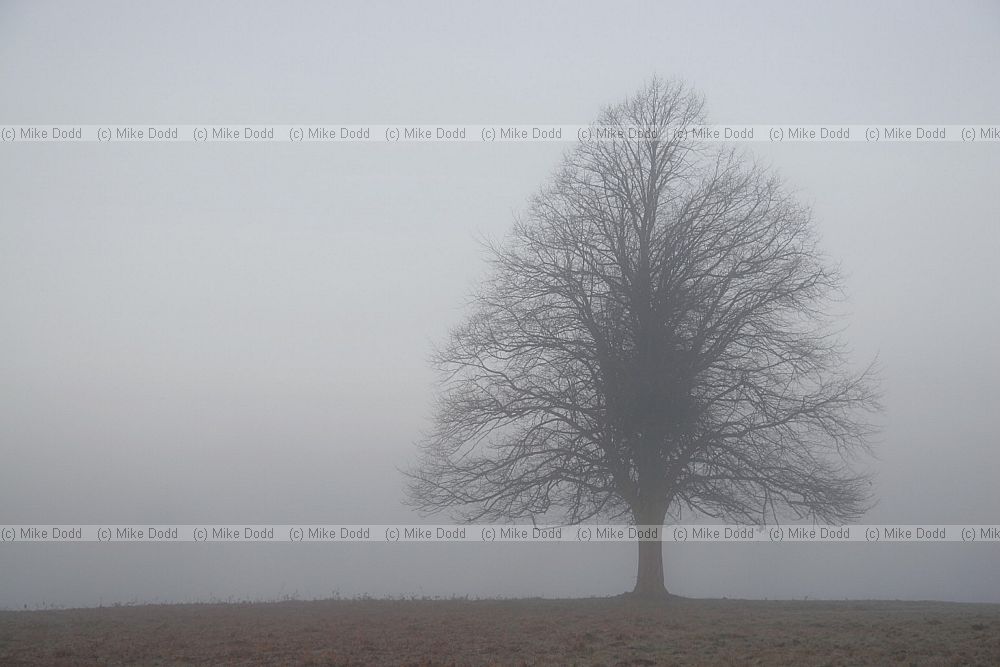 Lime tree in mist dawn