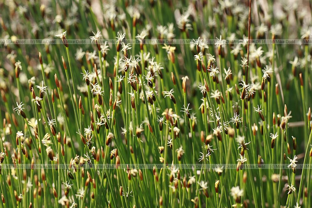 Trichophorum cespitosum Deergrass
