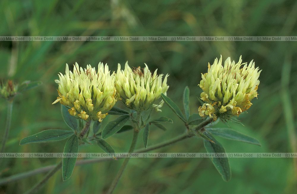 Trifolium ochroleucon Sulphur clover