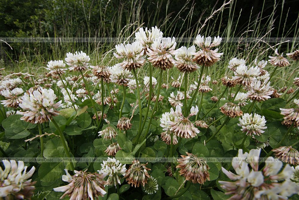 Trifolium repens White clover