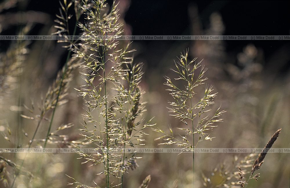 Trisetum flavescens Yellow Oat-grass