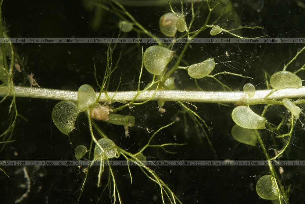 Utricularia vulgaris Greater Bladderwort showing underwater bladders