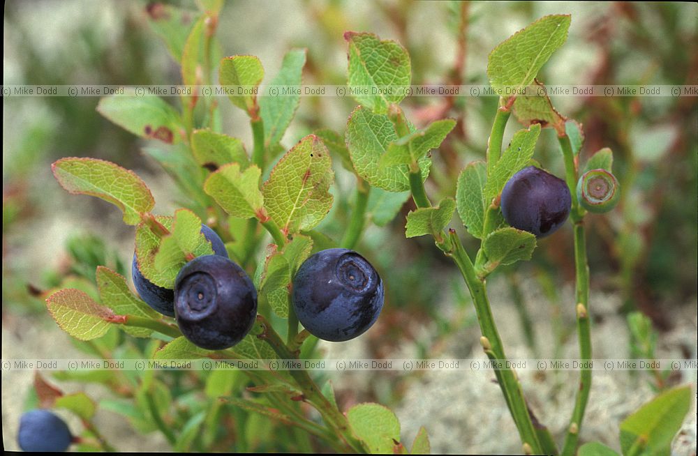 Vaccinium mytrillus Blueberry