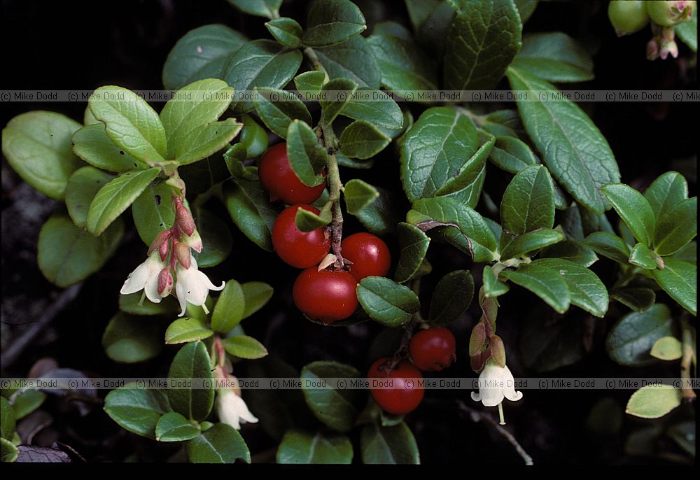 Vaccinium vitis-idaea Crowberry