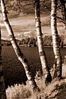 Birch trees, Lake Placid
